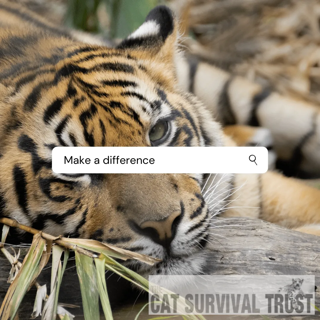 Preservation of rainforest and welfare of endangered animals